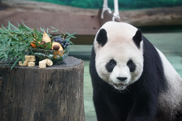 ▲▼圓圓：圓寶在睡覺！今天的窩窩頭是元寶。（圖／台北市立動物園提供）