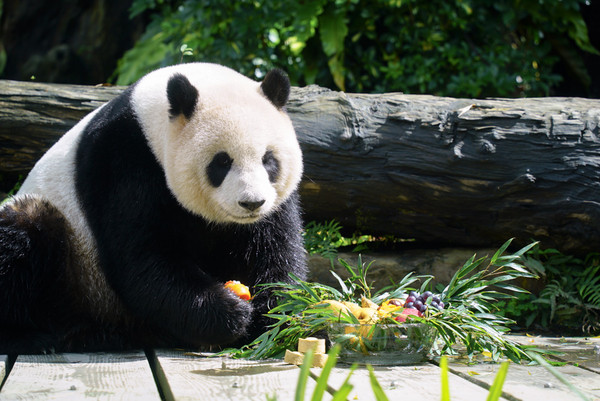 ▲▼圓仔初一曬冬陽、吃大餐，祝福大家新年快樂。（圖／台北市立動物園提供） 