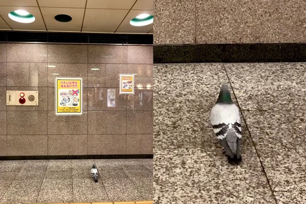 ▲▼野鴿看著禁止餵食海報。（圖／翻攝自Twitter／@aikikiyohisa）
