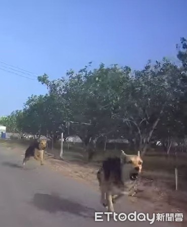 ▲▼遇浪浪追車…他獻妙招「秒見追撞事故」　網笑糾錯：沒打方向燈。（圖／有點毛毛的／網友Joy Hsu）