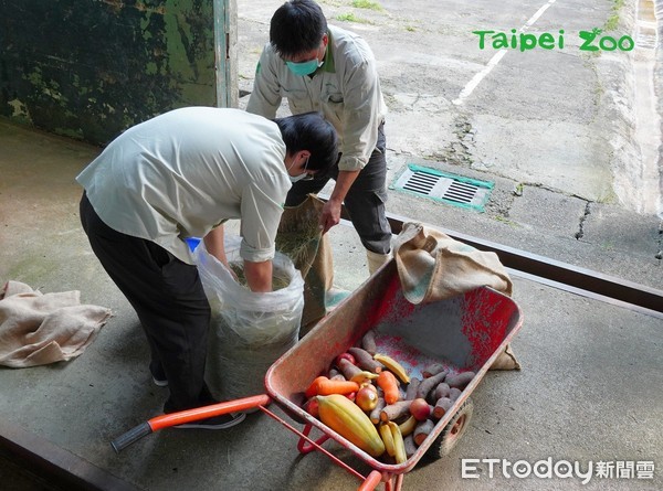 大象拆福袋。（圖／台北市立動物園提供）