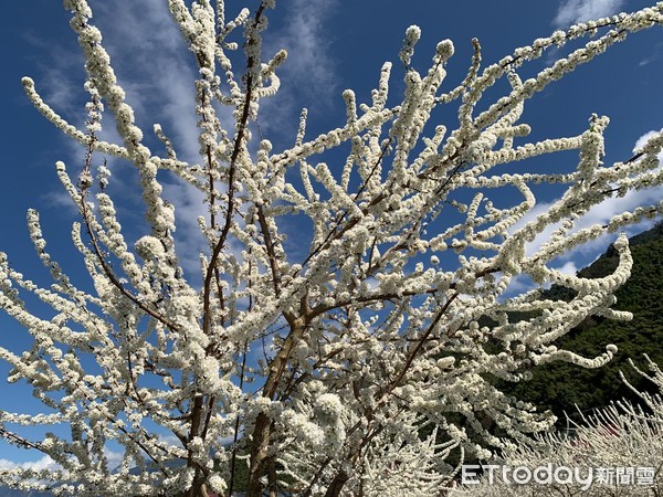 ▲2021草坪頭玉山觀光茶園櫻花季 2/13花況。（圖／記者彭懷玉攝）