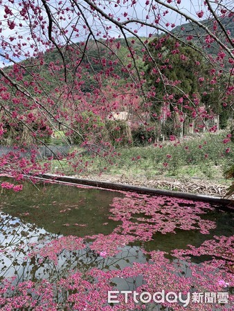 ▲2021草坪頭玉山觀光茶園櫻花季 2/13花況。（圖／記者彭懷玉攝）