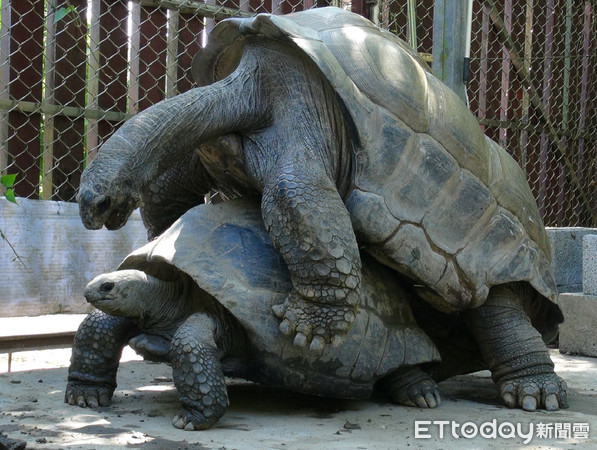 ▲▼動物園亞達伯拉象龜軟腿難繁殖！　「爬坡練腿力」7年未翻車。（圖／臺北市立動物園提供）