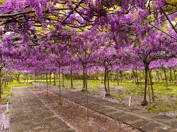 ▲紫藤咖啡園 （二店）（水源園區）往年花況。（圖／翻攝自紫藤咖啡園 （二店）（水源園區）粉專）