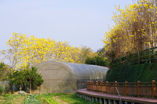 ▲巨埔休閒生態農場黃花風鈴木2/17花況。（圖／網友Tang Lan Fan提供，請勿隨意翻拍，以免侵權）