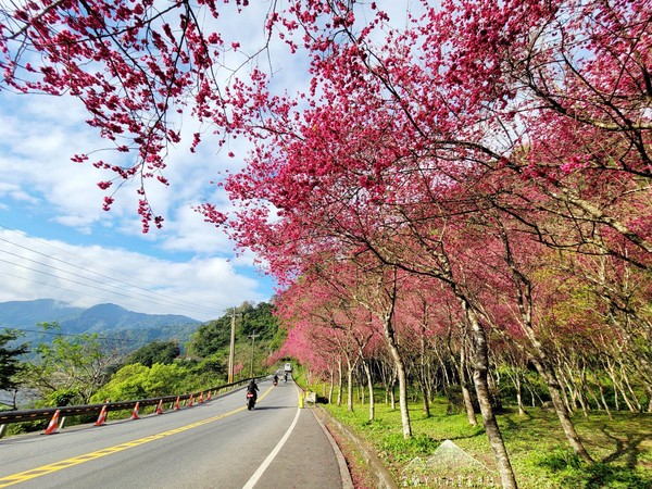 ▲▼宜蘭台七甲櫻花公路,櫻緣青邨。（圖／宜蘭ㄚ欣的美食日誌臉書專頁授權提供）