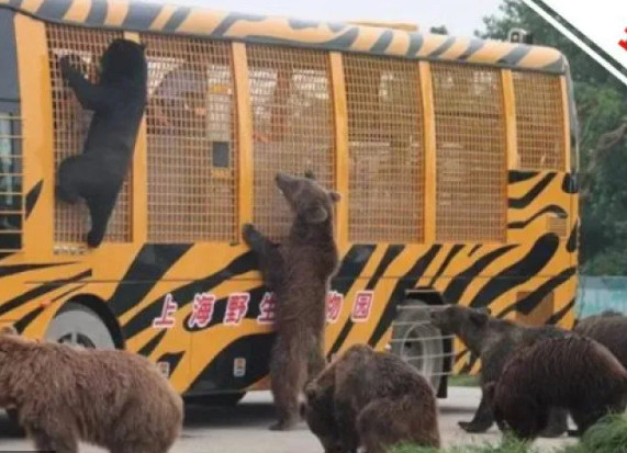 ▲上海動物園飼養員遭熊群拖走分食。（圖／翻攝自微博）