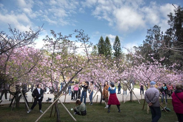 ▲新竹公園河津櫻盛放。（圖／新竹市政府提供）