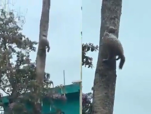 ▲貓咪在樹上冰凍。（圖／翻攝自臉書）