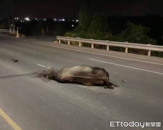 ▲屏東縣台一線新潮州大橋發生人牛車禍，警方對肇事者、飼主各開史單告發            。（圖／記者陳崑福翻攝，以下同）