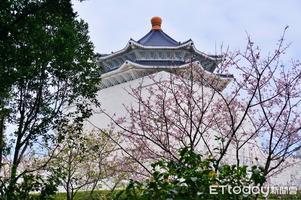 ▲中正紀念堂櫻花,櫻花,山櫻花,大漁櫻。（圖／記者彭懷玉攝）