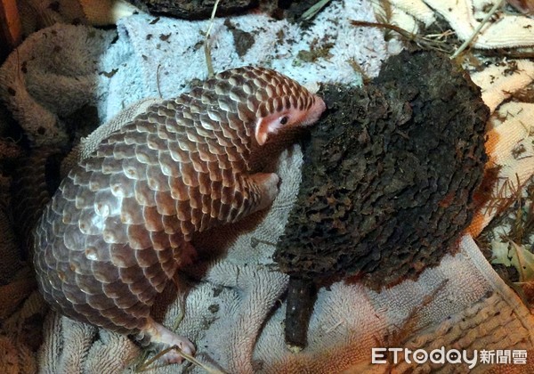 ▲▼同心協力盼危險歸0，穿山甲寶寶幸運獲救。（圖／臺北市立動物園提供，下同）