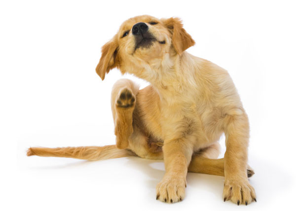 zecche cane zecche cane