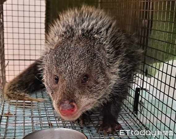 ▲二級保育食蟹獴現身新竹市　「好環境指標」農民開心歡迎。（圖／新竹市府提供）