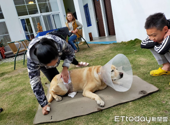 ▲「差點被分成2半！」退役搜救犬遭比特扯咬　爸心痛：縫了快100針。（圖／網友戴永明提供，請勿隨意翻拍，以免侵權。）