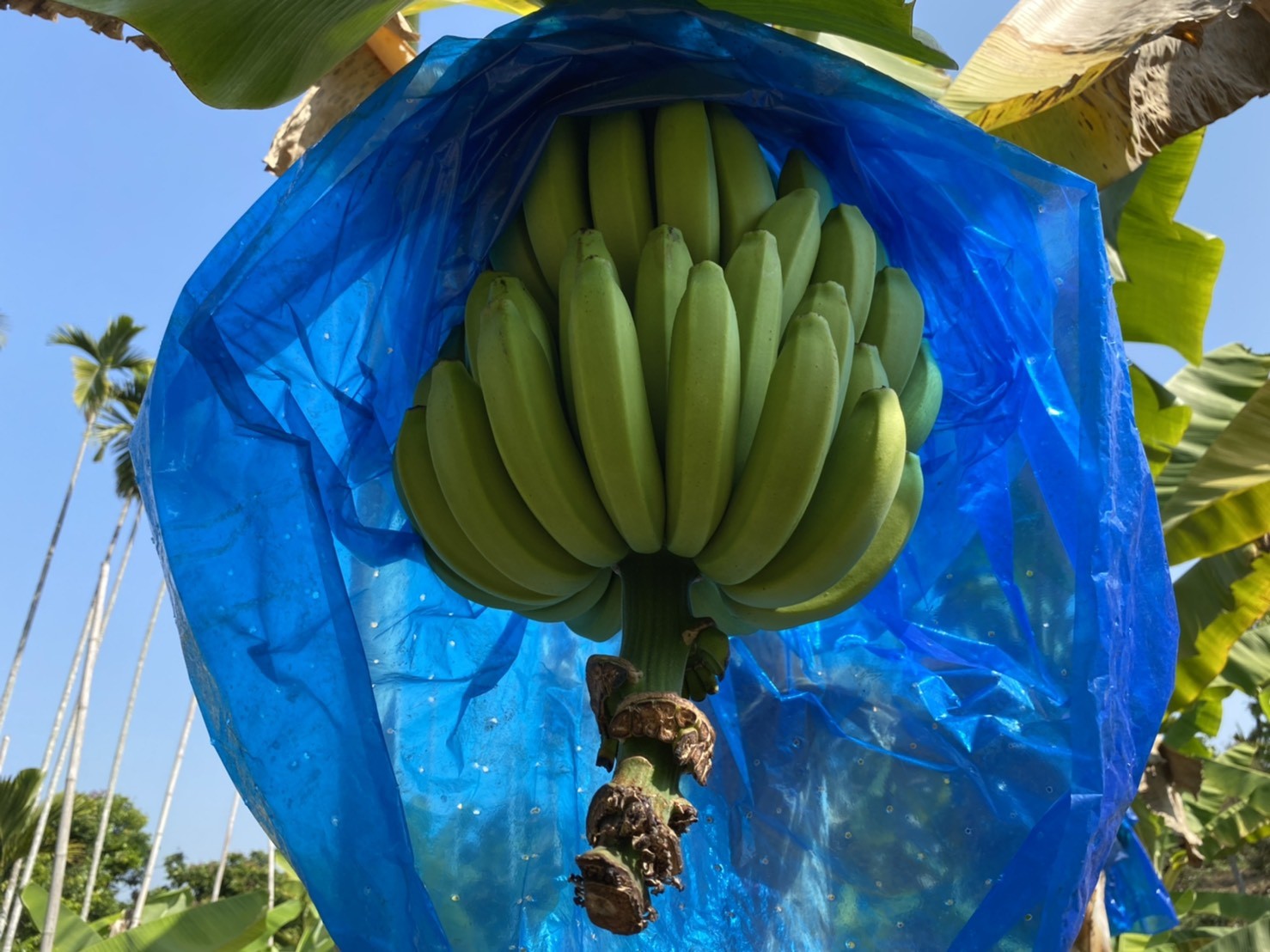 ▲農民反映香蕉受寒流損害，經勘查未達救助標準。（圖／嘉義縣政府提供）