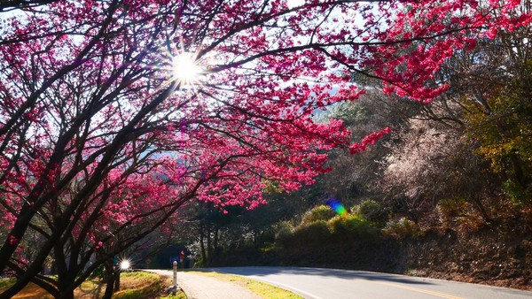 ▲▼台中櫻花美景。（圖／台中市政府提供）