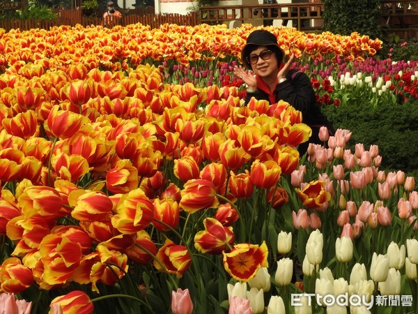 ▲杉林溪鬱金香花季登場，遊客驚艷不已。（圖／南投縣政府提供）