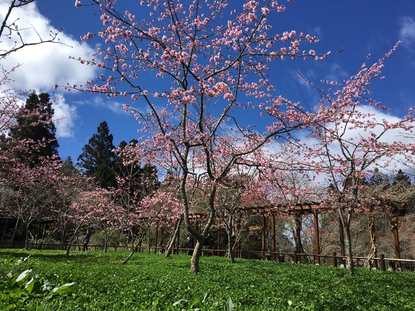 ▲▼阿里山阿龜櫻。（圖／嘉義林管處提供）