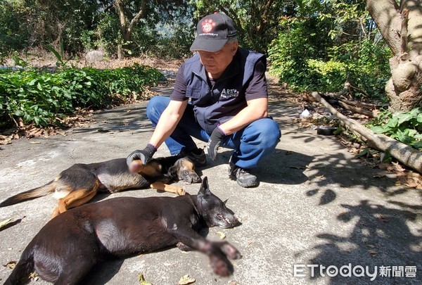 ▲▼高雄捕獸夾導致2浪犬只剩4條腿。（圖／台灣動物緊急救援小組提供）