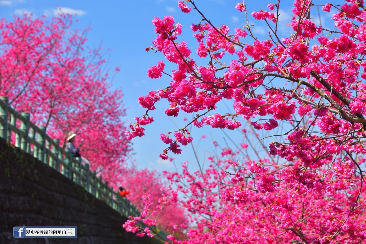 偽出國 2021年嘉義縣春季賞花景點懶人包大公開 生活 新頭殼newtalk