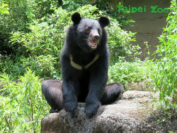 ▲▼亞洲黑熊「黑糖」 。（圖／台北市立動物園提供）