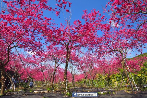 ▲2021年嘉義春季賞花景點懶人包大公開。（圖／漫步在雲端的阿里山提供）