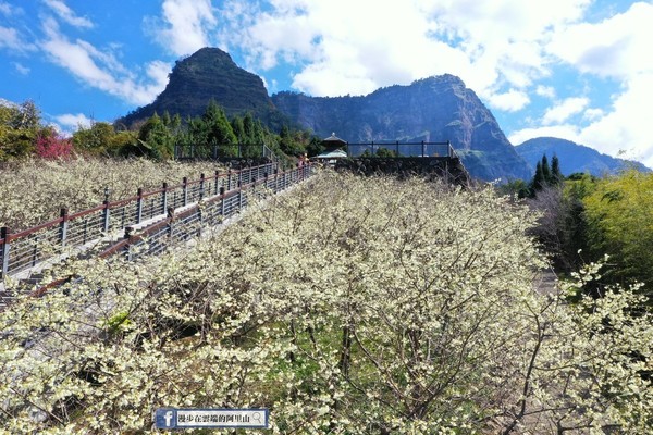 ▲2021年嘉義春季賞花景點懶人包大公開。（圖／漫步在雲端的阿里山提供）