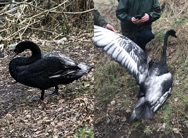 ▲▼英國天鵝被墨粉染黑。（圖／翻攝自推特／@swan_support、@RSPCA_Frontline）