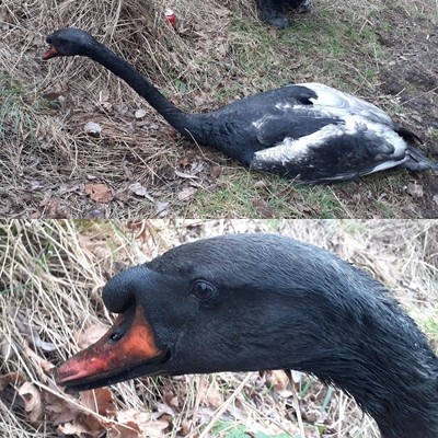 ▲▼英國天鵝被墨粉染黑。（圖／翻攝自Facebook／Swan Support）