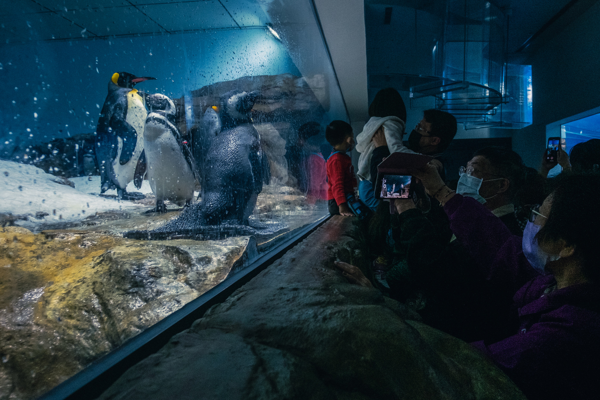 ▲▼動團公布Xpark水生館動物受傷畫面。（圖／台灣動物平權促進會提供）