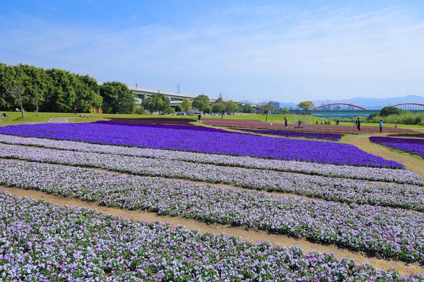 ▲古亭河濱公園近期佈置了紫色花海。（圖／北市水利處提供）