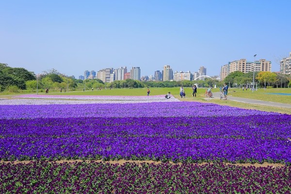 ▲古亭河濱公園近期佈置了紫色花海。（圖／北市水利處提供）