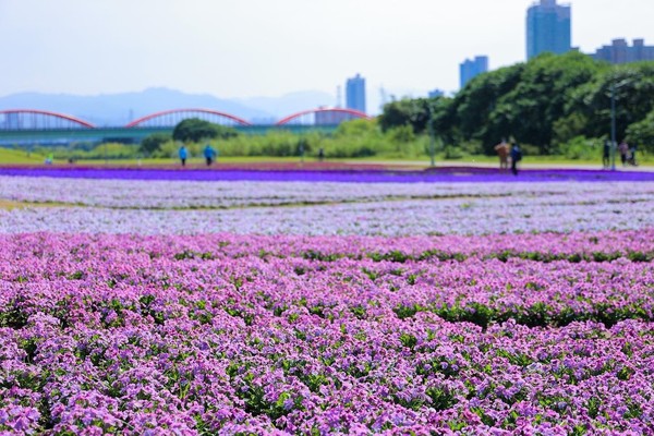 ▲古亭河濱公園近期佈置了紫色花海。（圖／北市水利處提供）
