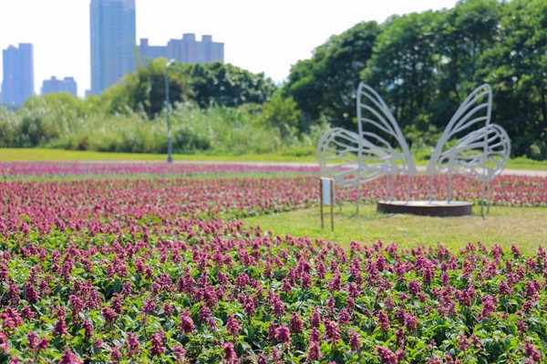 ▲古亭河濱公園近期佈置了紫色花海。（圖／北市水利處提供）