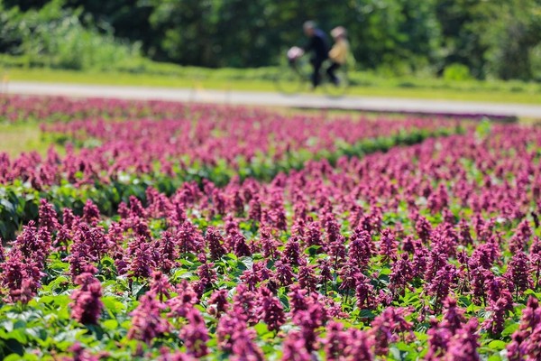 ▲古亭河濱公園近期佈置了紫色花海。（圖／北市水利處提供）