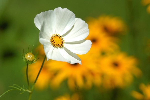 ▲白色波絲菊。（圖／取自免費圖庫pixabay）