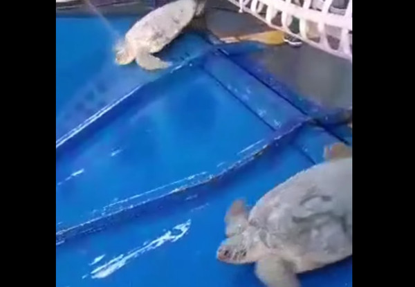 德州海龜返家。（圖／翻攝自Sea Turtle, Inc）