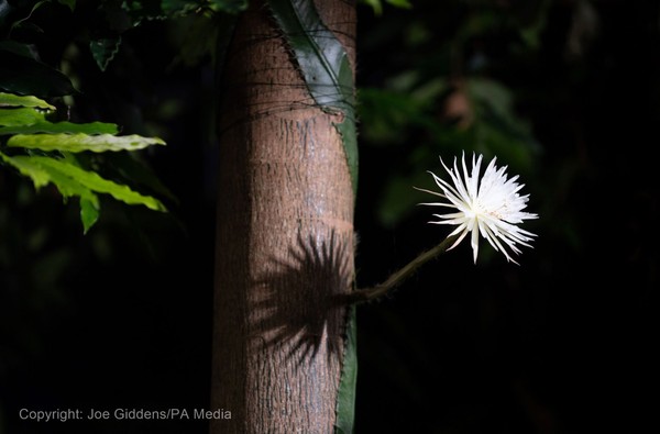 罕見「月之花」（圖／翻攝自Cam Botanic Garden推特）
