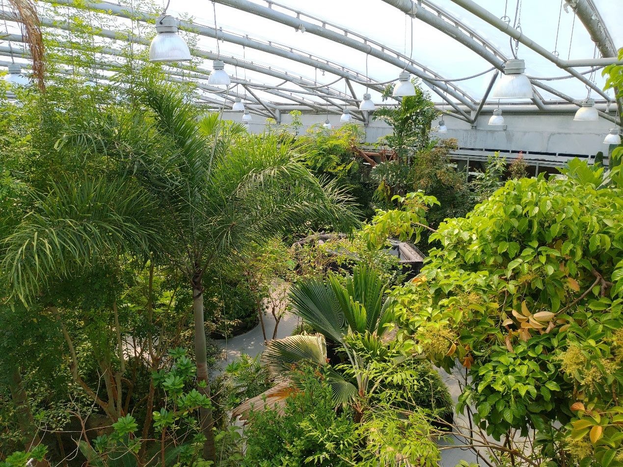 台北免費植物秘境 17種棕櫚 宛如置身夏威夷還有多肉大觀園 Ettoday旅遊雲 Ettoday新聞雲