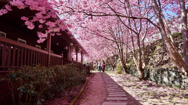 ▲拉拉山觀雲休憩農莊、楓墅農莊昭和櫻盛開。（圖／網友林炳宏提供，請勿隨意翻拍，以免侵權）