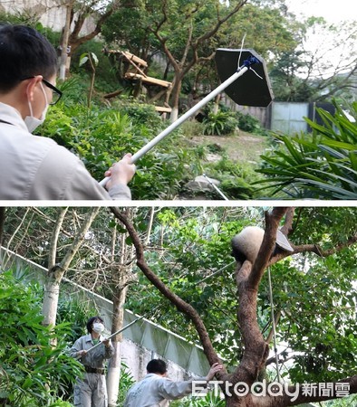 圓寶8個月戶外爬高高。（圖／台北市立動物園提供）