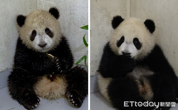 圓寶8個月戶外爬高高。（圖／台北市立動物園提供）