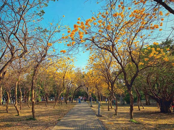 ▲▼台南億載公園黃花風鈴木。（圖／IG @lao_maio提供）