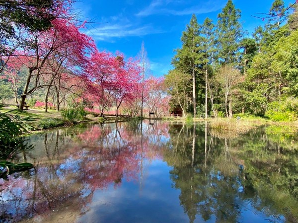 ▲▼全台必看花海。（圖／奧萬大國家森林遊樂區）