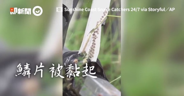 ▲蟒蛇遭纏膠帶「防止逃跑」尾部鱗片掀起　捕蛇專家暖救援。（圖／即新聞／Sunshine Coast Snake Catchers 24/7）