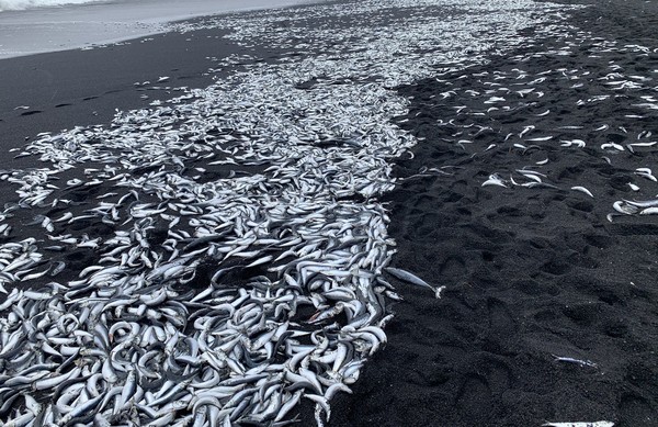 ▲▼日本三宅島驚見大量死魚。（圖／翻攝自推特／outdoor_hikky）