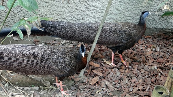 ▲▼穿山甲館內青鸞兄弟~請別再叫牠們孔雀!             。（圖／台北市立動物園 提供）