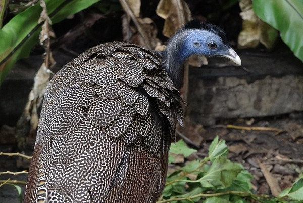 ▲▼穿山甲館內青鸞兄弟~請別再叫牠們孔雀! 。（圖／台北市立動物園 提供）